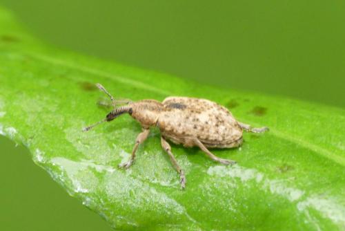 Réf. 282 647 : Hypera rumicis